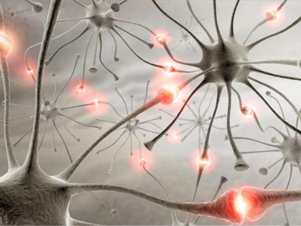 wie die Nervenzelle funktioniert