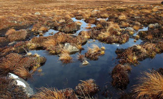 tørvemose kaldet sphagnum