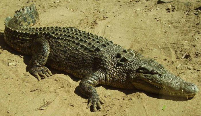 crocodile larmes signification de l'unité phraséologique 