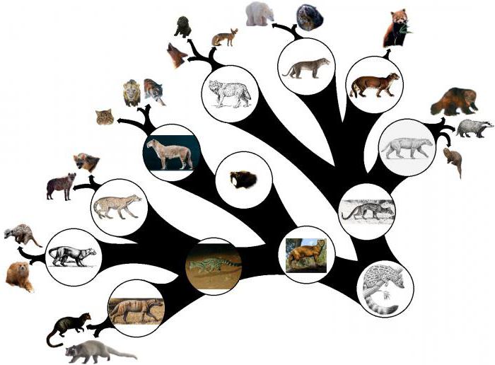 Macroevolution and microevolution similarities and differences