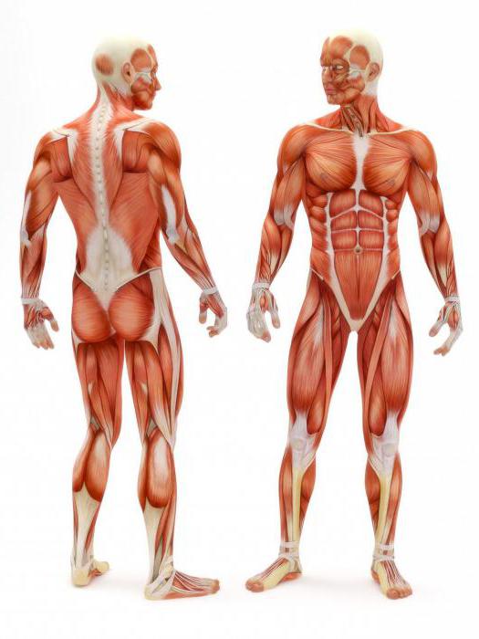 мускулни синергисти