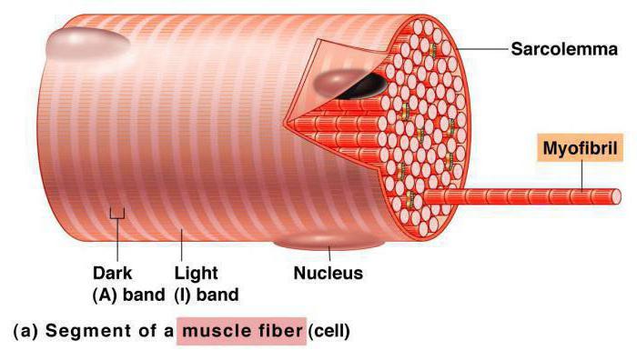 fibre musculare lente