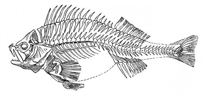 brosk och benfisk