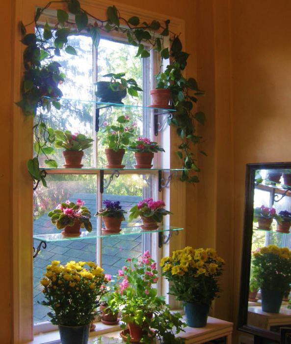 גן ירק על קישוט החלון 