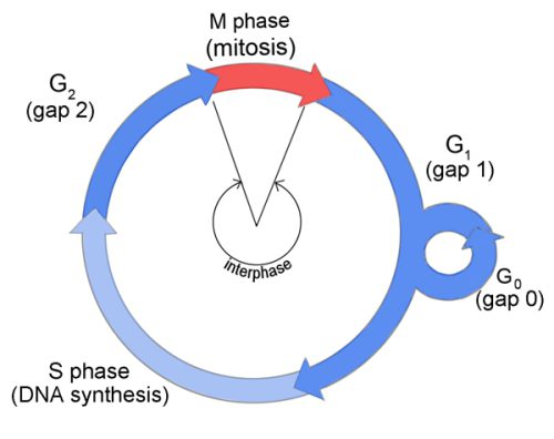 cell life processes