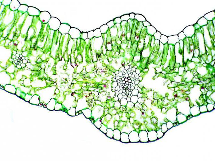 audinio ląstelių modelis