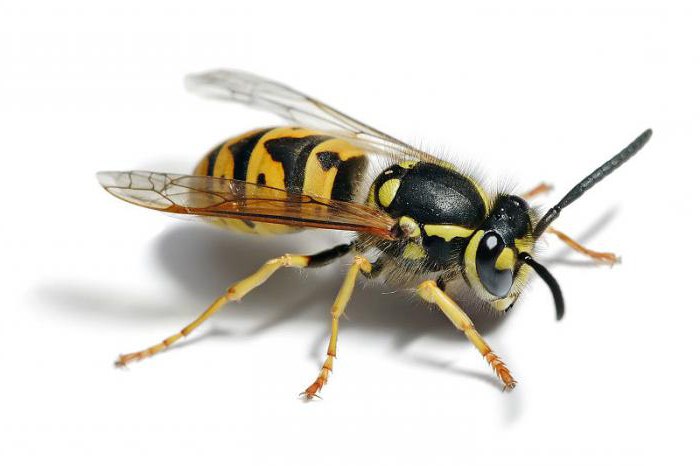 insektsordning Hymenoptera