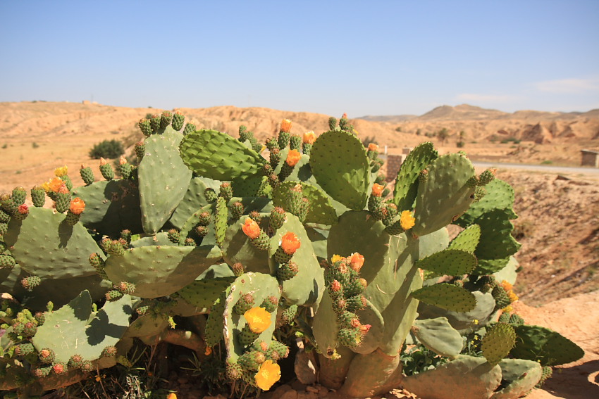 نبات الصحراء