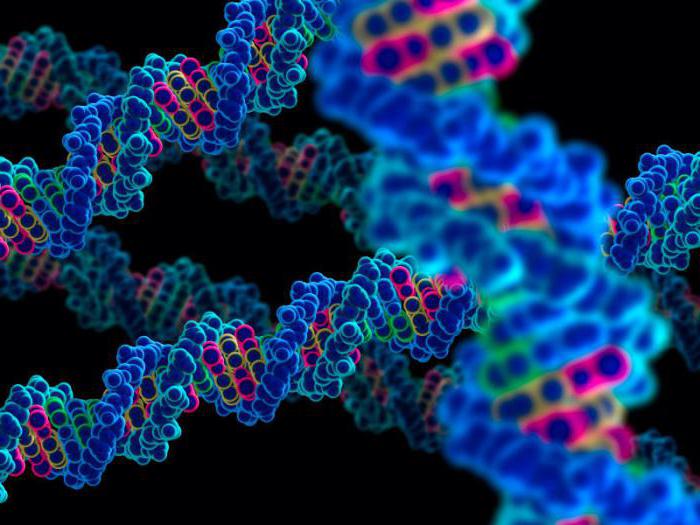 gender genetics inheritance of sex-linked traits