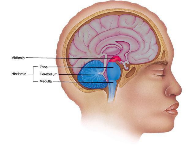 funkcia stredného mozgu človeka