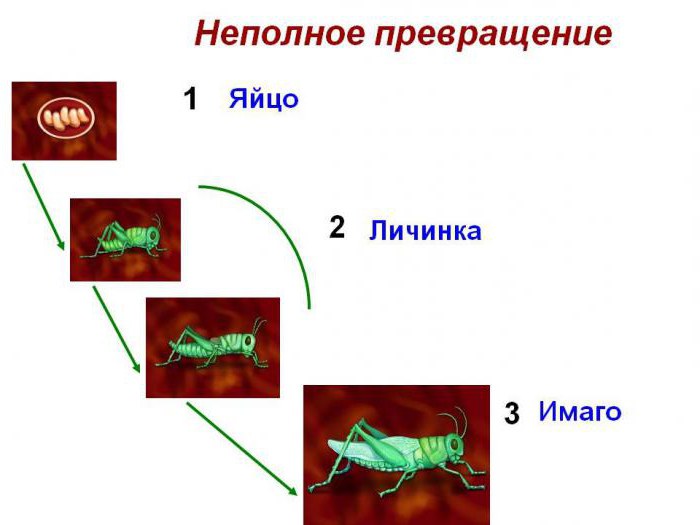 stades de développement des insectes 