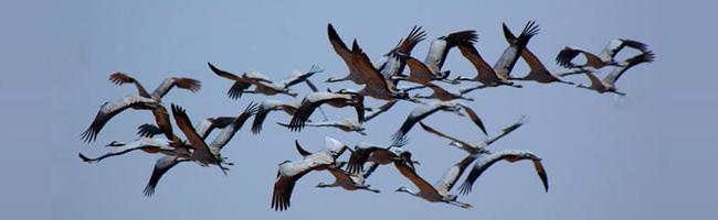 migrațiile sezoniere ale păsărilor
