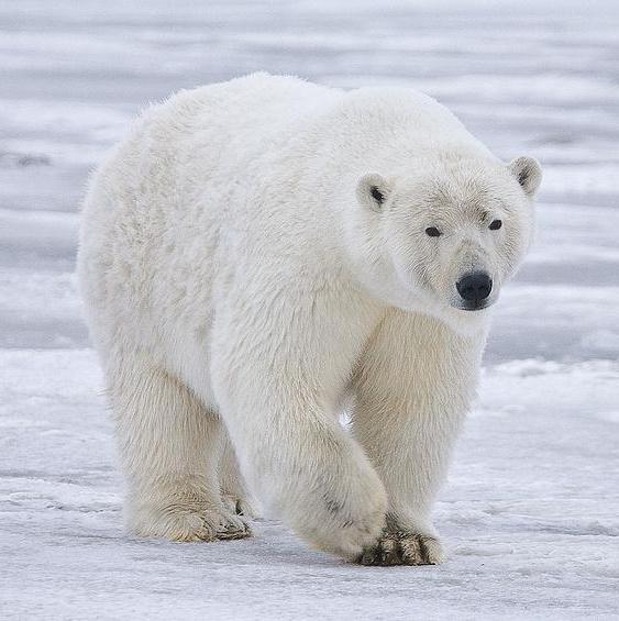 Em que zona vivem os ursos polares?
