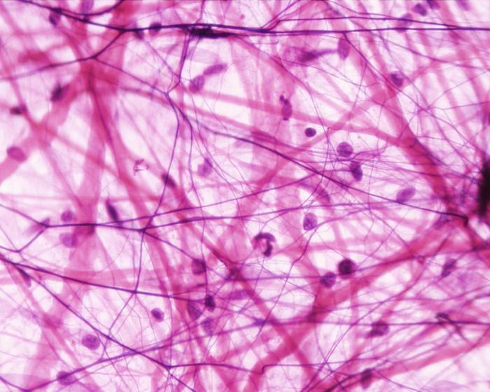 types of epithelial tissue