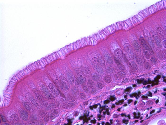  types of epithelial tissue