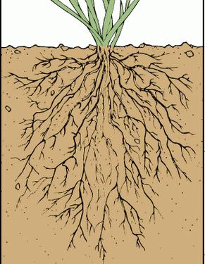 specii și tipuri de rădăcini