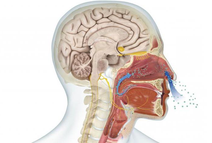 organe voméronasal 