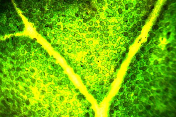 klorofyll fotosyntese 