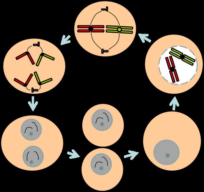 мітотичний цикл клітини
