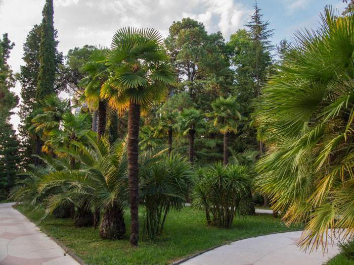 Arboretum Soči kako doći iz Adlera