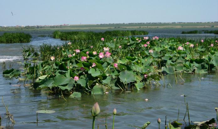 Valley of the Lotus