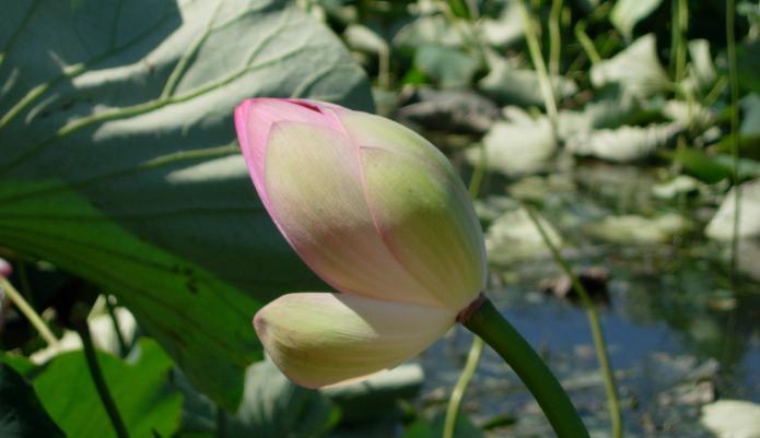 Valley of lotuses how to reach by car