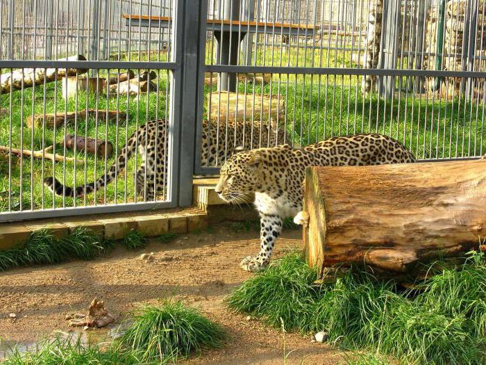 Grodno Zoo tijdens de Duitse bezetting 