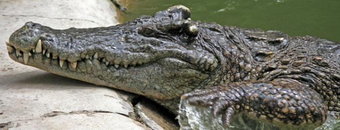 Krokodýlí farma v recenzích Anapa