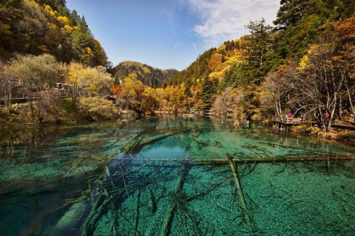 siyah bambu içi boş geçmişi 