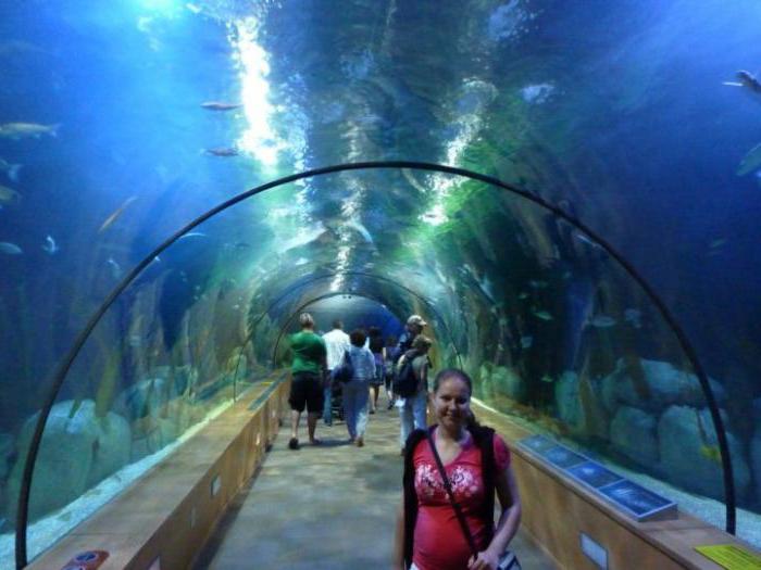 Aquarium in Valencia photo