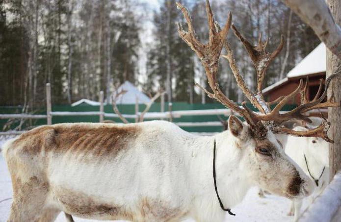 antzifer reindrift hvordan få