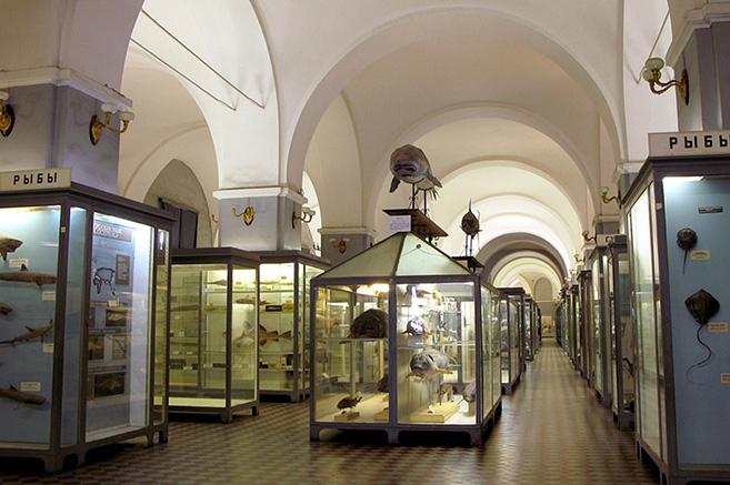 Zoological Museum in St. Petersburg