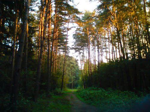 Park šuma Ulyanovsk