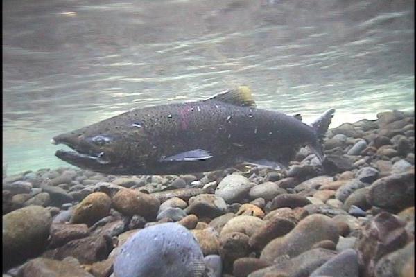 Chinook lax