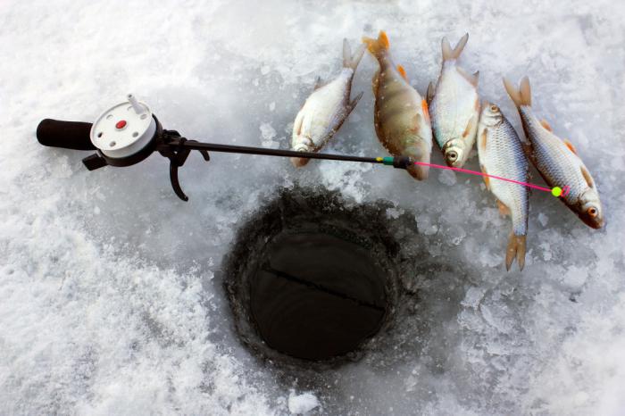 fiske om vinteren i februar