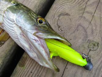 كيفية صيد سمك الكراكي في سبتمبر على الطعم 