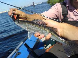  walleye-kalastus 