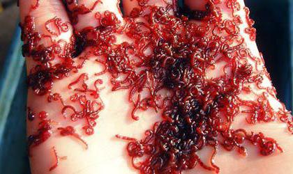 mormyshki สำหรับการจับบน bloodworms