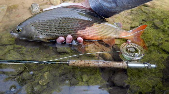 How to catch a grayling on the bait