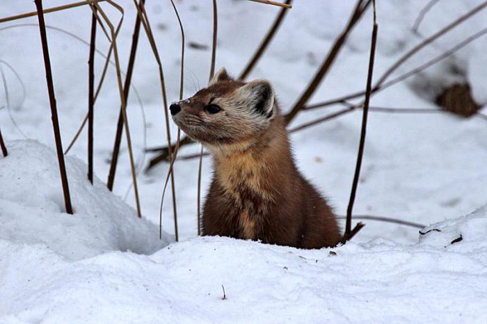 marten hunting in winter