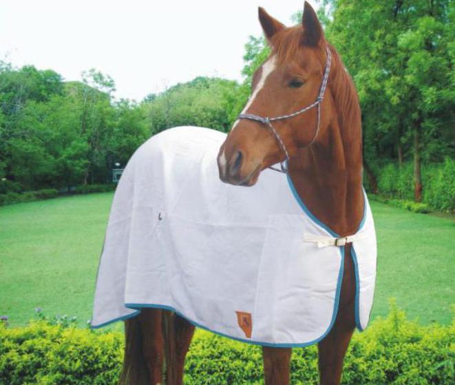pătură de cai