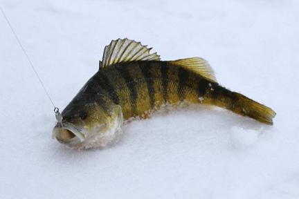 Зимски риболов у Витебском региону