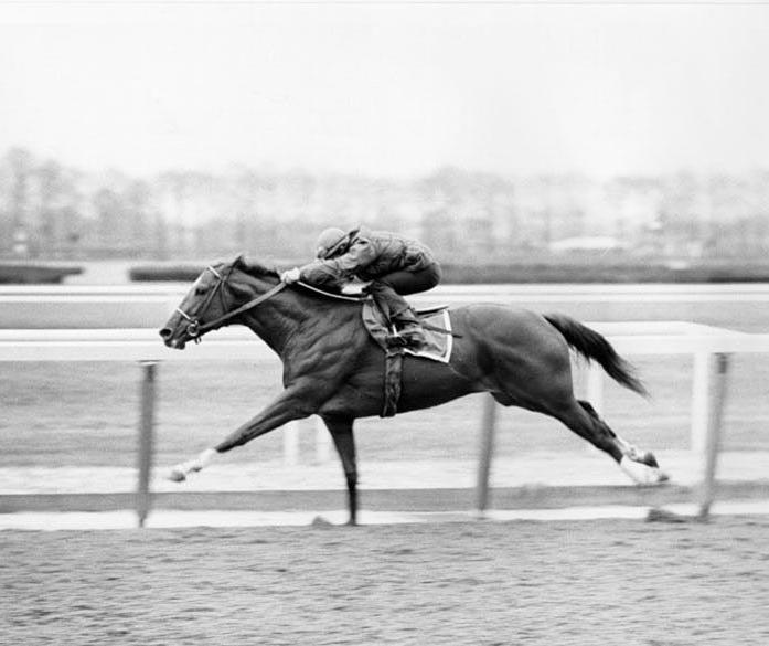 Il cavallo più veloce del mondo