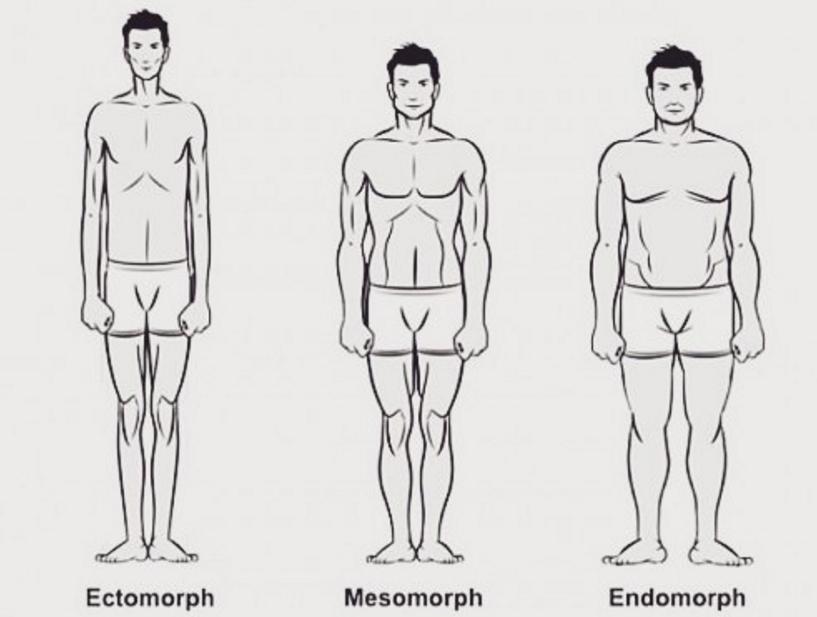 Ectomorph and others