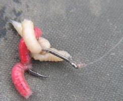 how to put maggots on the hook