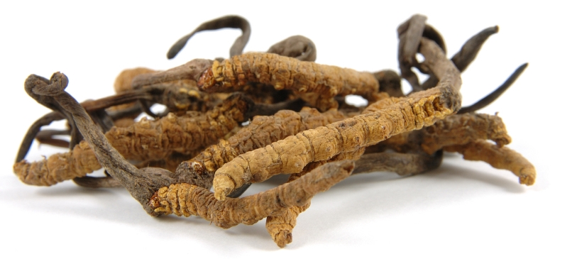 Szárított cordyceps