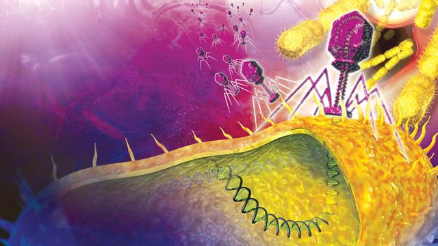 upotreba bakteriofaga