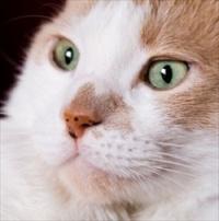 Калцивироза при лечение на котки