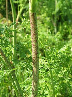 Hemlock fra kreft. Anmeldelser