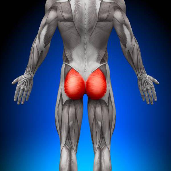 anatomia dei muscoli glutei 